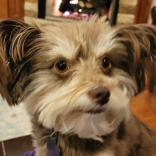 Fighter for Liberty, Washington Redskins lover