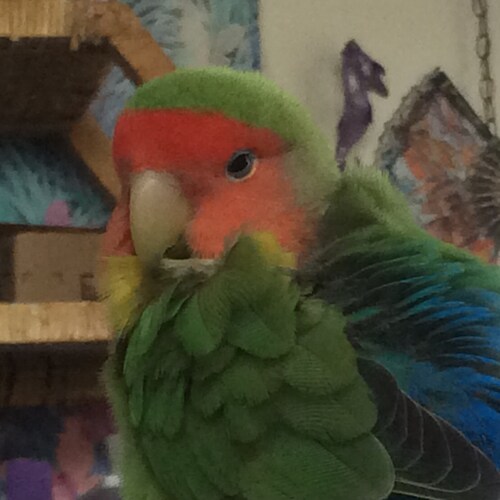 scuba diver, retired, woman owned by 2 birds and a dog.