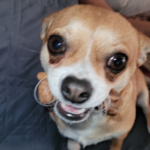 father of 2... went from dem to Rpub to.  Independent B cause of the Uni party..  zero privilege..  Steve Bannon is a RO...