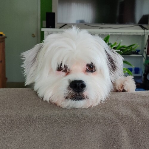 🇺🇸End the Emergency Powers Act NOW!🇺🇲NEVER FORGET the plandemic hoax!🇺🇸Vote like the Amish. No machines.🇺🇸#MAGA ...