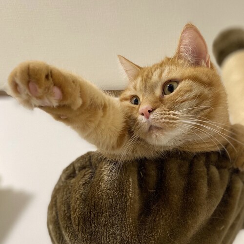 Visit leoncoco's profile on GETTR. View their posts, photos, videos, and connect with them on the social platform.