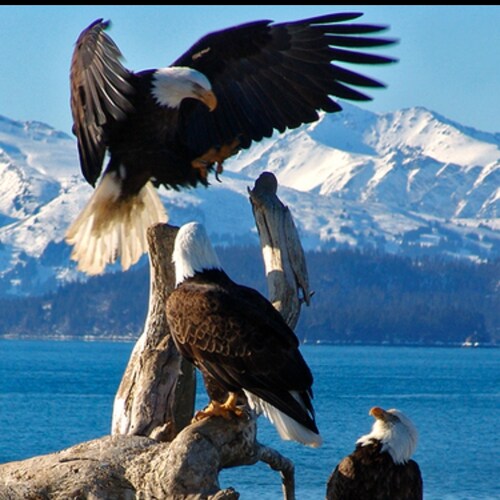 Retired & thankful for our beautiful nation! Jehovah is the only God who created man & woman. He sees no race only character. Only His laws will prevail.