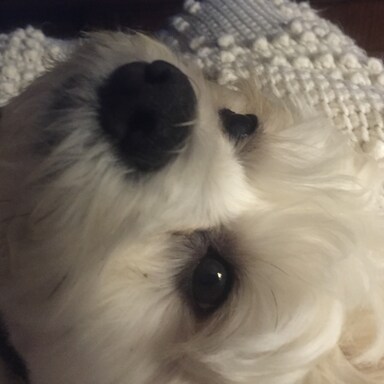 FinnyGirl