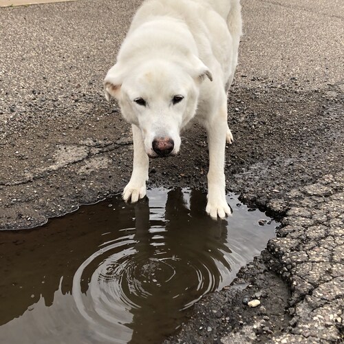 Patriot,Conservative