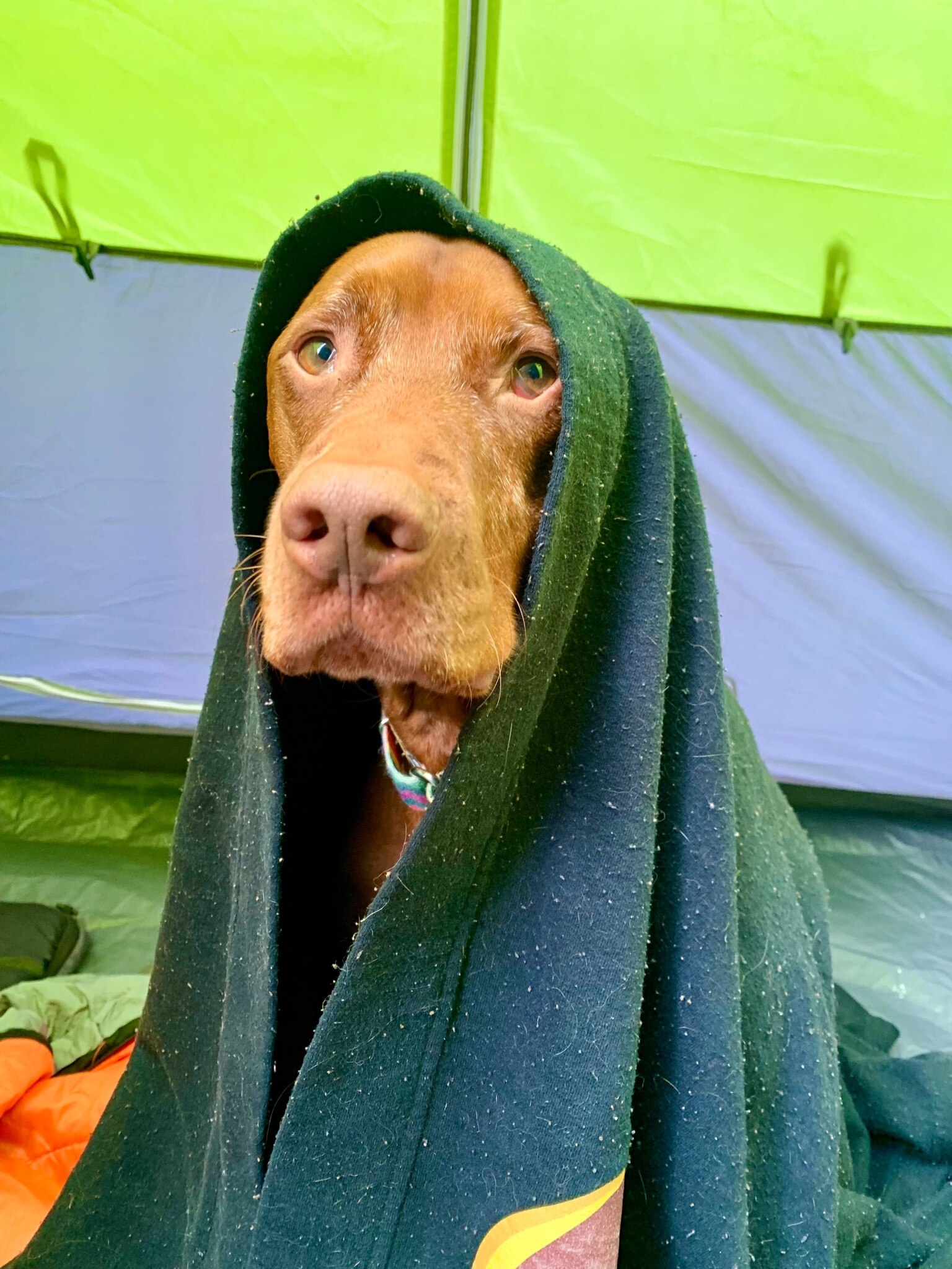 Sup dawg? #vizsla #dogs #dogecoin 
