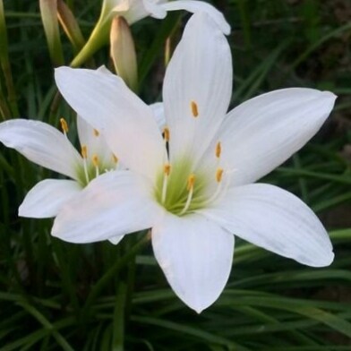 The grass is green and the sun is shining. #kissthesunset #TimeSteals