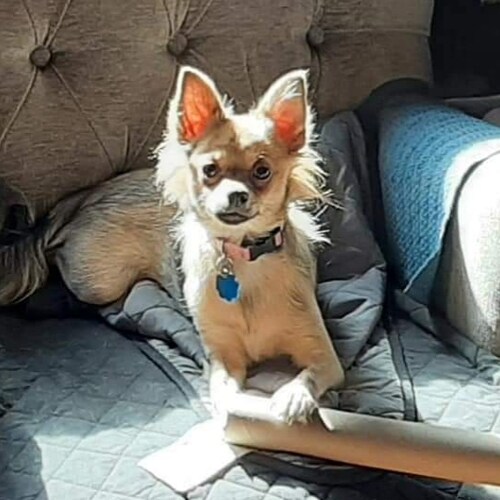 I'm strong willed, hard working, fat and old! I love this country even when the government is a joke. there is no other ...