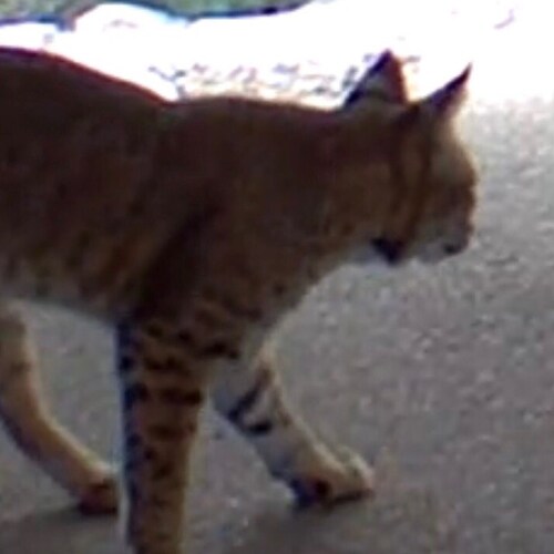 Very conservative, married with seven grandchildren. Arizona Wildcat class of 1973.