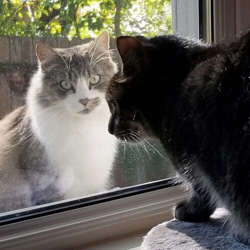 I'm a TrumpGirl who loves America, critters and scrapbooking.  ❤