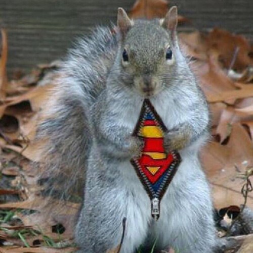 Emergency Manager and Disaster Party Planner