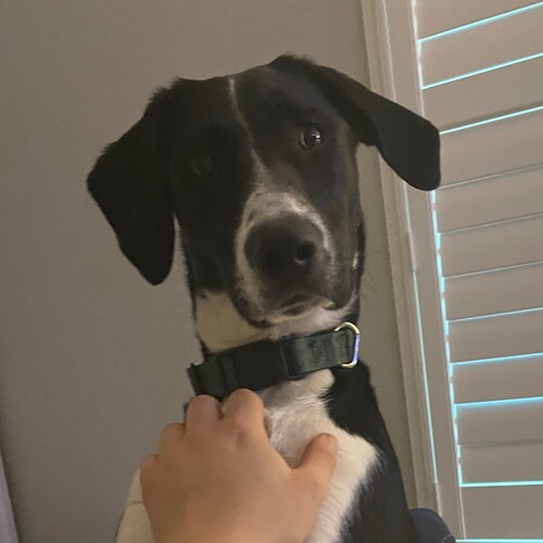 BJJ Blue Belt.
Recovered Heroin addict.
Father to a terrorist puppy