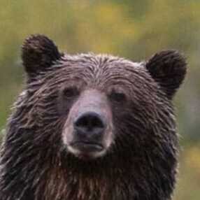 Bears will bare your arms and your legs, and your skull of meat. 
Then crunch on your bones for a midnight snack.
MAGA     Let's Go Brandon