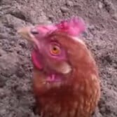 Просите "ГОЛОВА,ДАЙ ДЕНЕГ! ", и Голова даст вам то, что вы просите! Никто не уйдёт обделённым! Никто не уйдёт обиженным!...