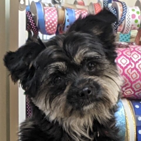 Conservative, concerned, patriot....