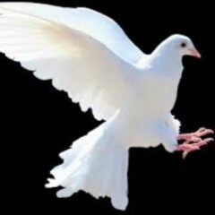 #ProLife #Christian #TrumpWon #WWG1WGA #MakeHawaiiGreatAgain