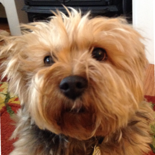 Independent voter, love God and Country and yorkies, Christian beliefs. MAGA means love of country🇺🇸