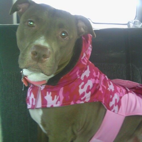 Conservative love pit bulls Jesus, till day I die Married 30yrs, 1A 2A Daughter of a AF Veteran Molon labe