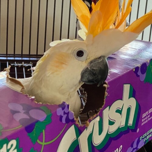 Just an AZ 🌵 girl with a soda loving Cockatoo! Love my Beautiful Country, love our devinely  inspired Constitution. 🇺�...