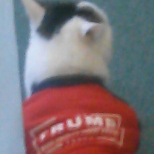 Prior Army ,Grandmother, Cat Lover  Jesus is my Savior, Trump is my President, I Trust the Plan a Coal Country Gal Pro-L...