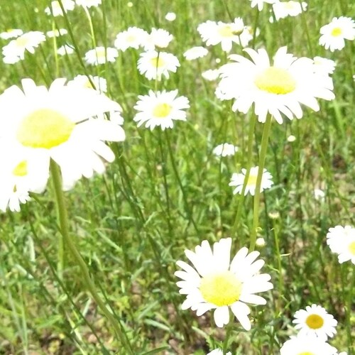 Proud Trumplican..patriot.Back the Blue! BUILD the Wall deport them All.anti muslim not looking for love!UNAPOLEGETIC  R...