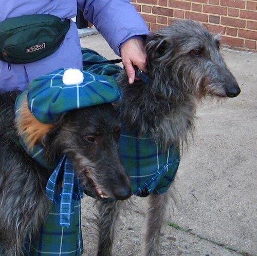 Writer, Medieval Researcher