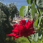 akariotis