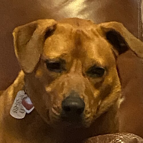 red blooded American Male