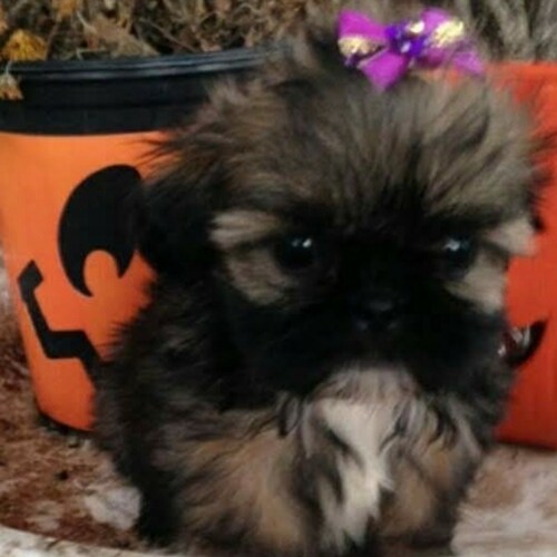 The essence of liberty is a limited government. 🎈🎈🎈