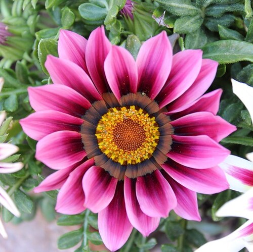 Wife, mother, daughter, sister, aunt.  Conservative, Trump supporter, 2A, Free Speech!!!  Cross stitcher, golfer, walker...