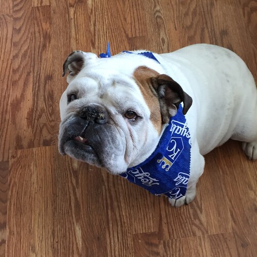 Christian, wife of retired Army LTC, conservative/Trump supporter & NRA member. I support our police, military and first...