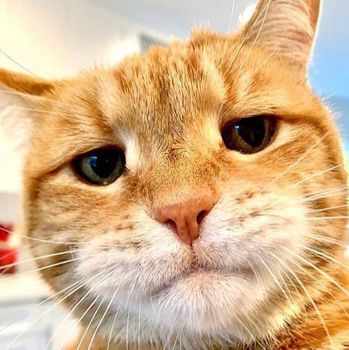 Journalism is dead, mainstream media is a farce, and politicians make me vomit furballs. I love to laugh at absurdity. D...