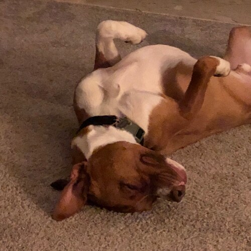 Husband, Father, Veteran, Patriot.