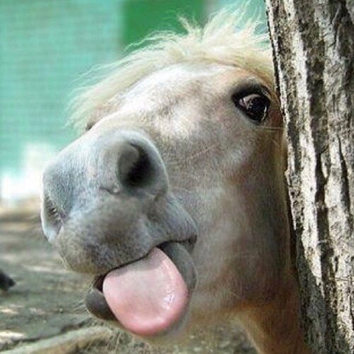 Direct descendant of Ghenghis Kahn, Julius Caesar, Leonardo da Vinci, George Washington, and Salvador Dali