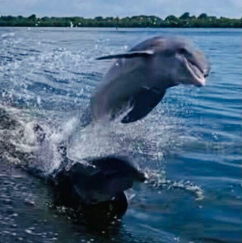 Banned from Twitter same day Prez Trump was, for sharing a 1/6 video showing Capitol police opened doors & barricade to ...