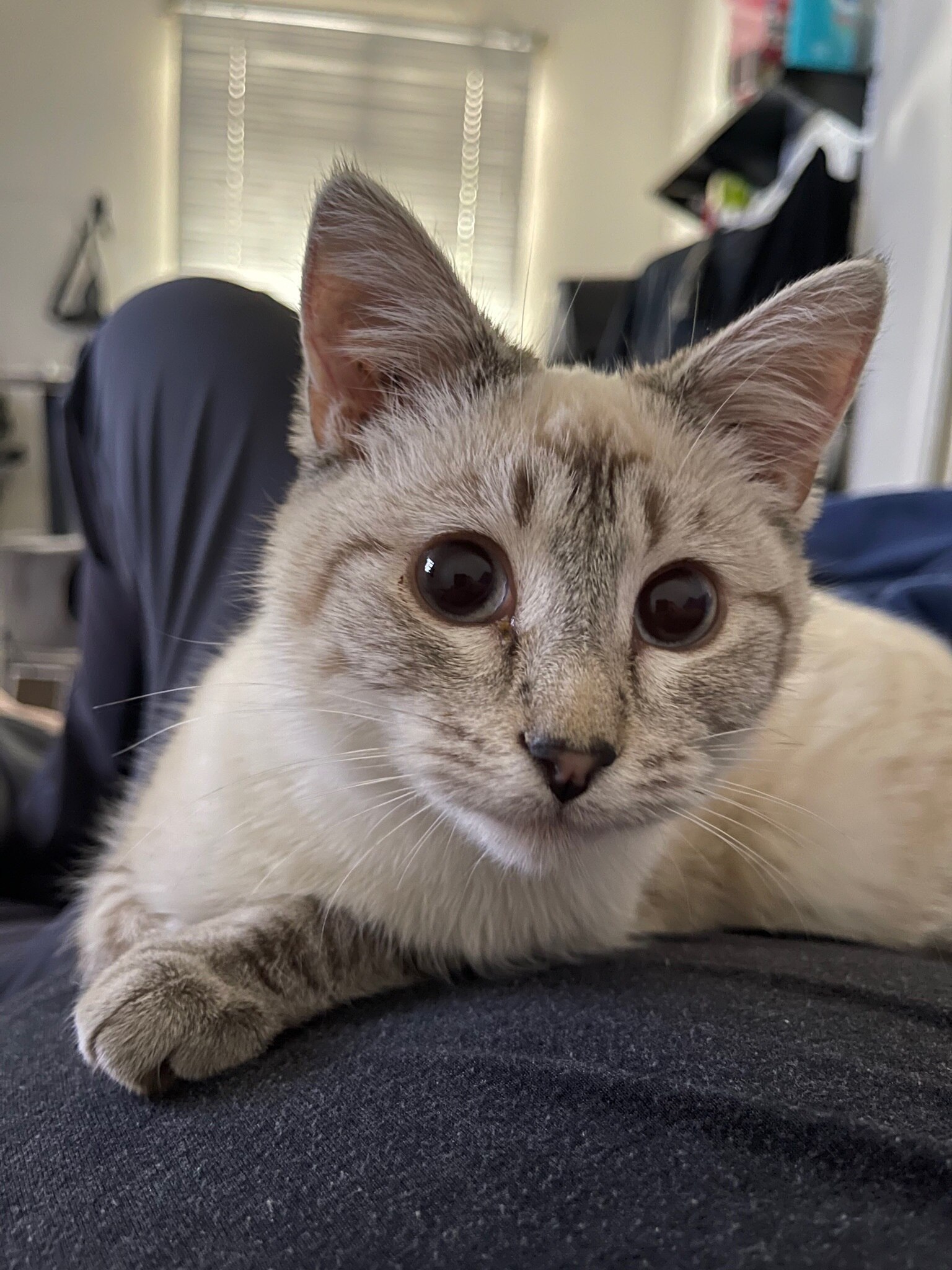 Found this lil stray kitten after she was abandoned. Lost a lot of sleep ever since but couldn’t be ...