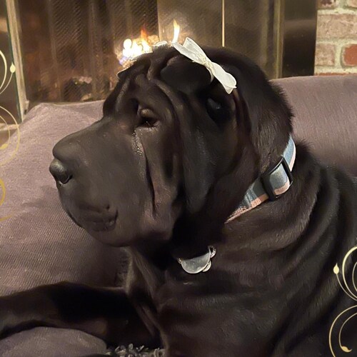 California girl for TRUMP