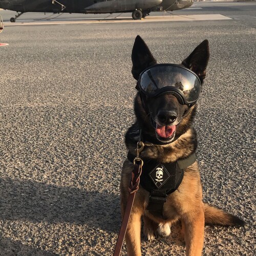 USMC K9 🇺🇸