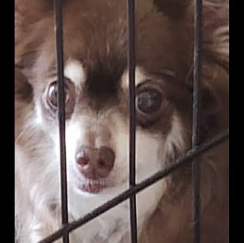 Engulfed in the rescue of dogs, and the rescue of America.

"When you get to thinkin' you're a
person of importance, try...