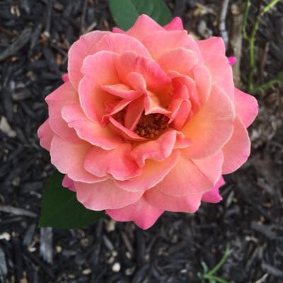 Same gal with same name.
 I voted for Trump, so don’t blame me.
 America the free. 

Buyden = Make America Gag Again!