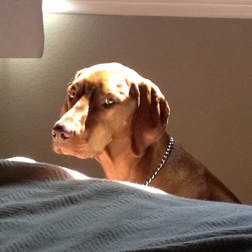 My dog, Single Malt Whisky, Russian Chamber Music, English Choral Music, Jazz, Funk, Rythm and Blues, Real Rock and Roll...