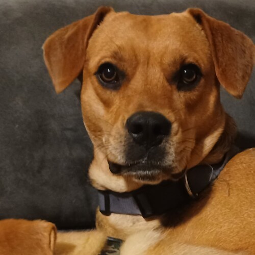 single dad, conservative patriot