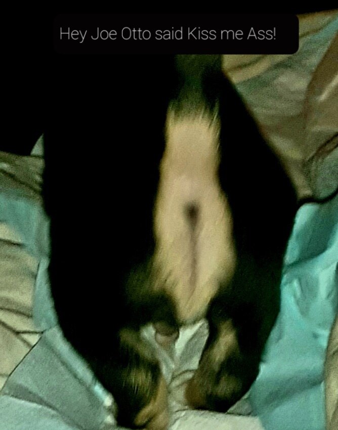 Hey Joe Me dog wants ta say 👇👇👇🦨💨💨 

