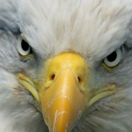 🍊 American Patriot, 🍊 Love for God, 🍊 Country 🍊 Family 🍊