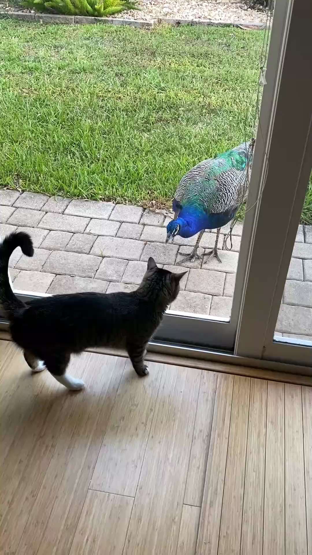 was in my backyard, so cool 

