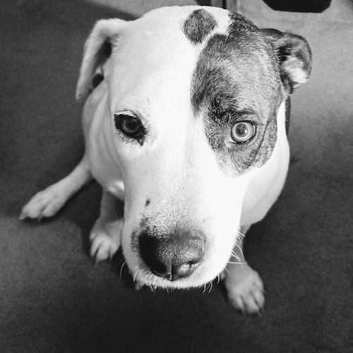 Cub Scout-Boy Scout-19D Cavalry Scout/God Bless America 🇺🇸 🙏 🇺🇸