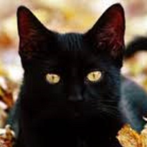 Here coz Twatter is a pile of crap & BONEHEAD Bouzy is a biased, narcissistic moron who spews unverifiable shite to idio...