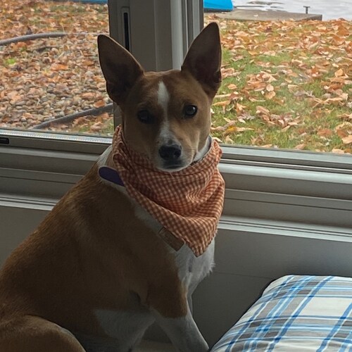 Mental Illness is the Left’s normal