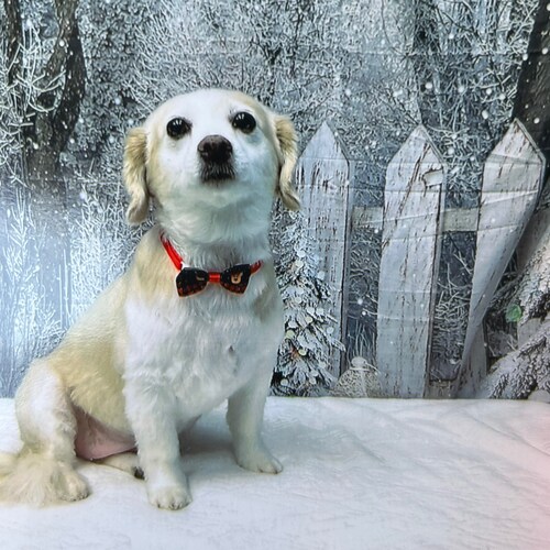 Visit brownie123's profile on GETTR. View their posts, photos, videos, and connect with them on the social platform.