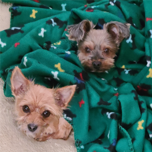 Visit vpom21's profile on GETTR. View their posts, photos, videos, and connect with them on the social platform.