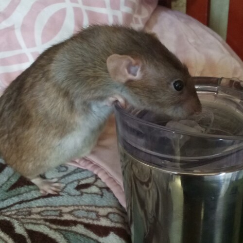 R.I.P Mable